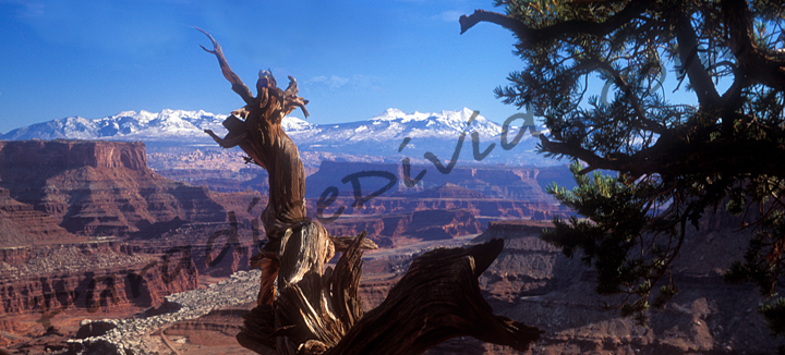 Superb photograph of the La Sal mountains in Utah looking from Canyon Lands National Park with a beautiful old gnarly Juniper stump in the foreground.